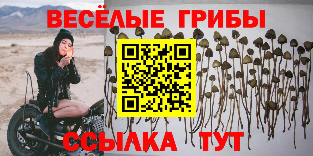 Галлюциногенные грибы Psilocybine cubensis  Вход с VPN  Славгород 